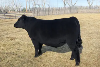 Black angus yearling bulls, View more