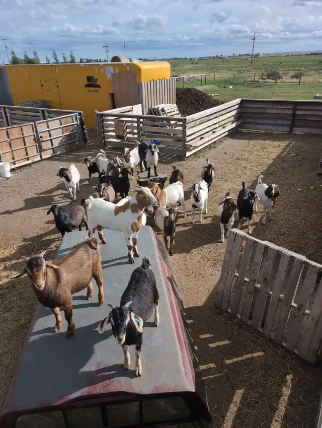 BOER/SAVANNAH/SPANISH GOAT BUCKLING CROSSES | Livestock | Lethbridge ...
