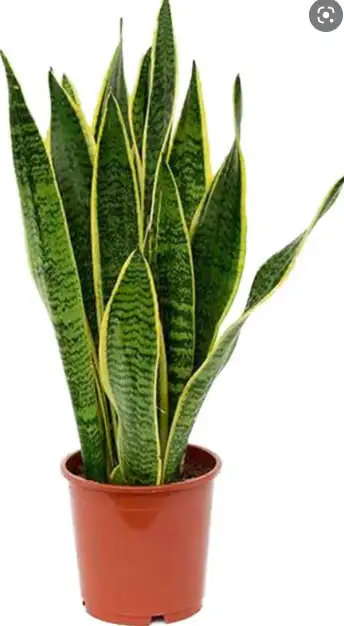 Healthy and rare plant in 12 inch