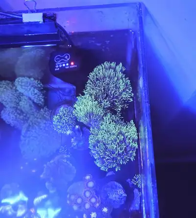 GPS coral frags , View more