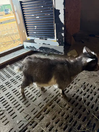 Nigerian dwarf buckling 6 months old , View more