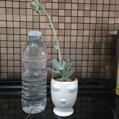 Small Face Planter With Succulent , View more