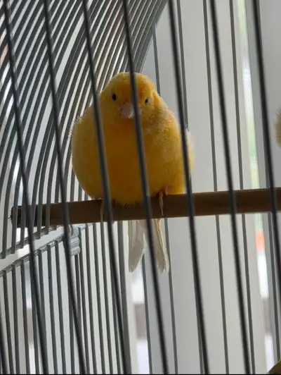 Adoptez un rayon de soleil ! Nos adorables bébés canaris cherchent une nouvelle maison Ces petits ch...