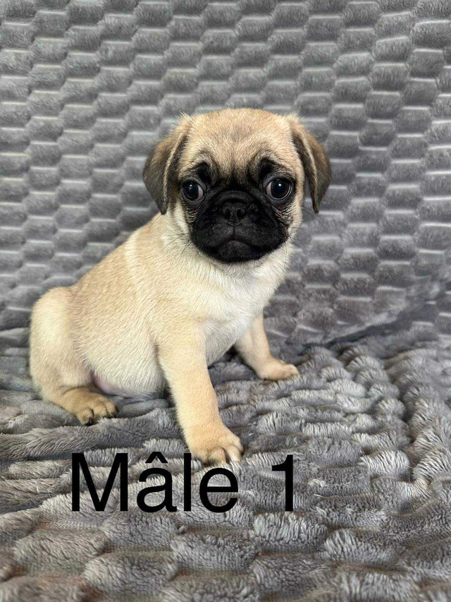 Chiots Carlin/pug a vendre URGENT dans Chiens et chiots à adopter  à Ville de Québec - Image 2
