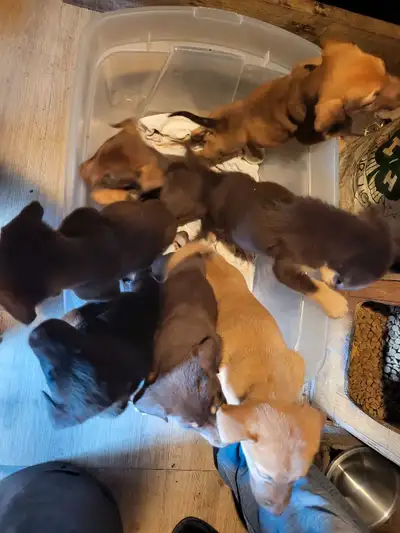 Puppies for sale, View more