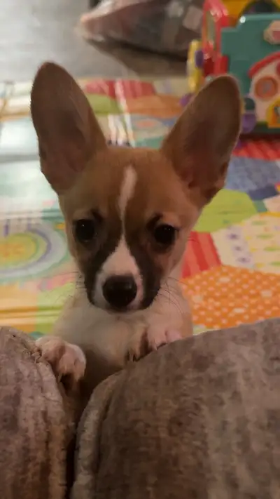 Pup’s name is "Ninja" - Male - Chihuahua/Corgi (small breed) - Born Nov. 15/2025. Smallest of the th...