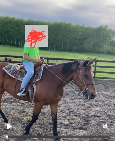 Kids Horse for Sale, View more