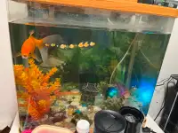 Acquarium with one gold fish