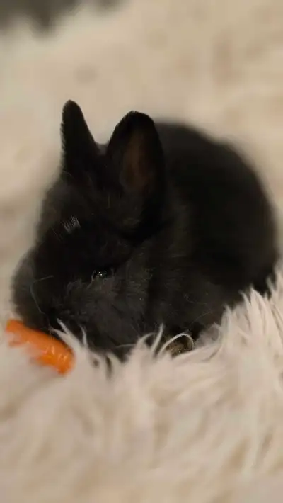 Sweet Lionheid bunnies, View more