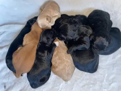 BONJOUR À TOUS Notre merveilleuse Pantouffe a eu ses bébés ! ✨ Les deux parents sont des Golden Dood...