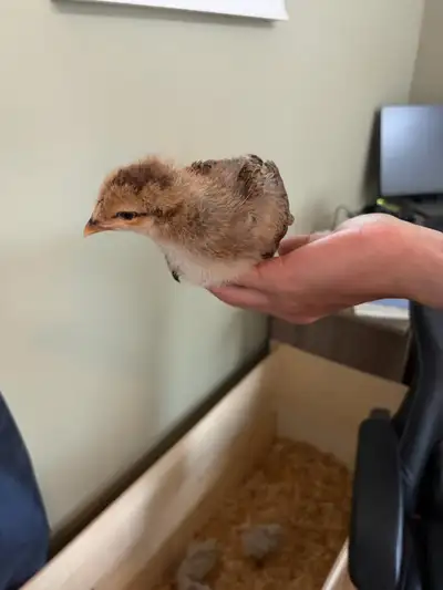 americauna chicks, View more