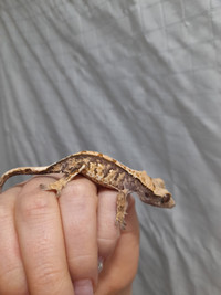 Lacuna- Crested Gecko