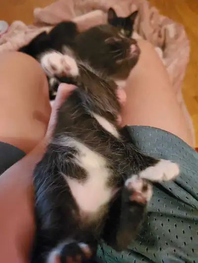 250 for 1   Kitten, View more