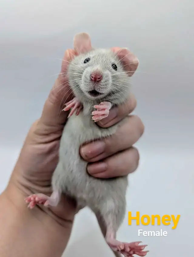 Baby Rats Available in Small Animals for Rehoming in City of Toronto - Image 9