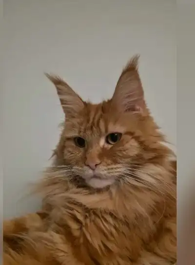 2/8 month old mainecoon kittens, View more