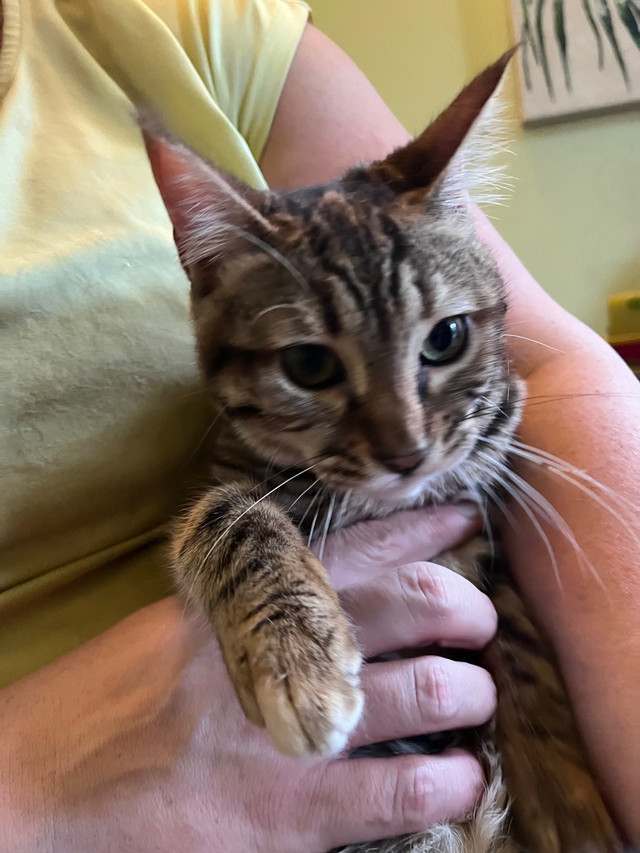 FEMALE Bengal Kittens in Cats & Kittens for Rehoming in Mississauga / Peel Region - Image 2