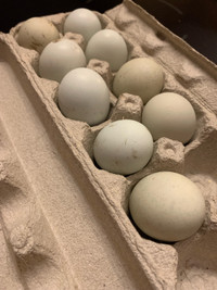 Green hatching eggs