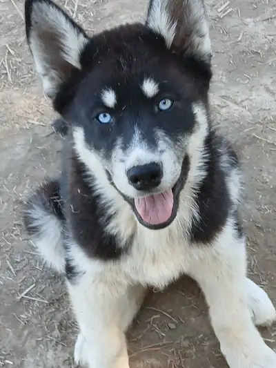 Special needs Husky pup, View more