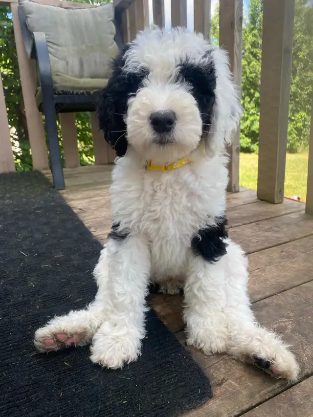 Upcoming potential litter in fall/winter Sheepadoodles in Dogs & Puppies for Rehoming in Strathcona County - Image 5