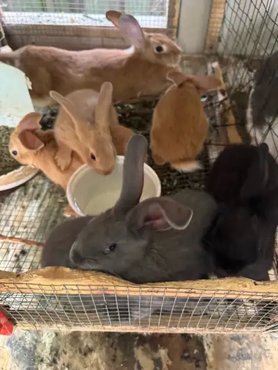 Different size in Flemish giant rabbit. All are handled everyday for the best quality in rabbits. Gr...