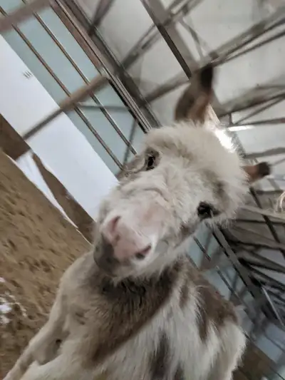 Miniature Donkey for sale, View more