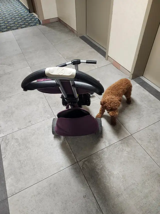 SmarTike kid stroller for sale,asking 50$ in Kids in Windsor Region - Image 7