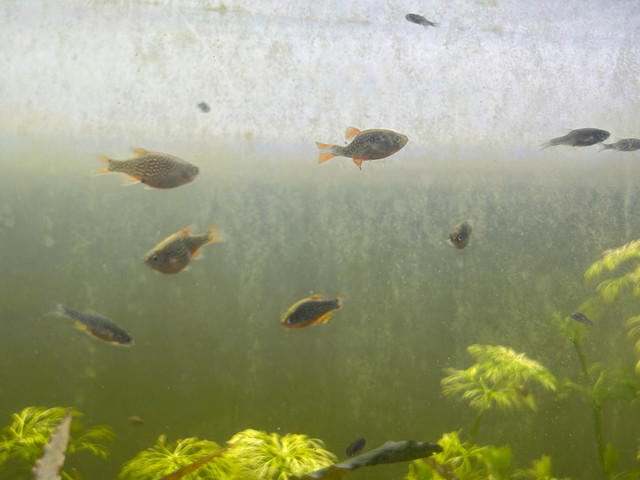 Celestial Pearl Danios in Fish for Rehoming in Edmonton - Image 2
