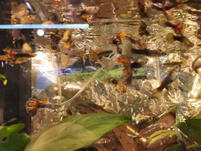 guppies for sale located in Cochrane, View more