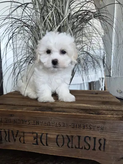 Adorable Havachon Puppies, View more