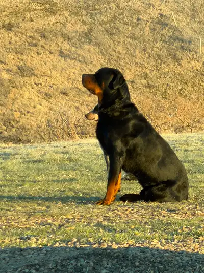 7 Rottweiler / Australian cattle dog cross., View more