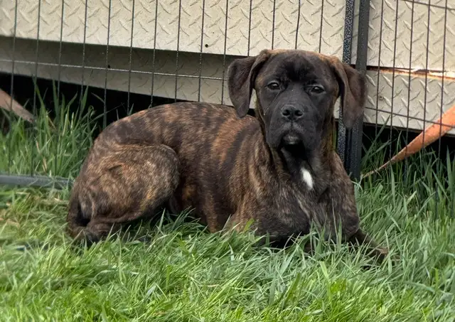 Boxer Cross Puppies **ONLY 1 LEFT** in Dogs & Puppies for Rehoming in Edmonton - Image 5