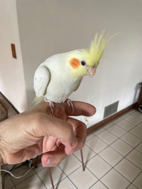 Cockatiel 