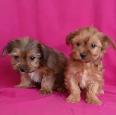 Morky puppies, View more