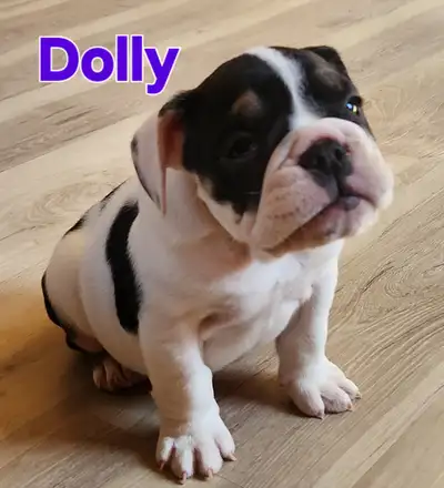 Dolly, notre superbe femelle bulldog anglais de haute qualité est a la recherche de sa famille ideal...