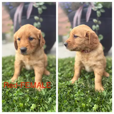 Red Golden Retrievers - Pure Bred , View more