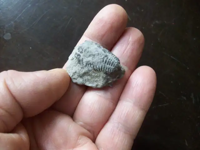FLEXICALYMENE TRILOBITE in Arts & Collectibles in Oshawa / Durham Region - Image 6