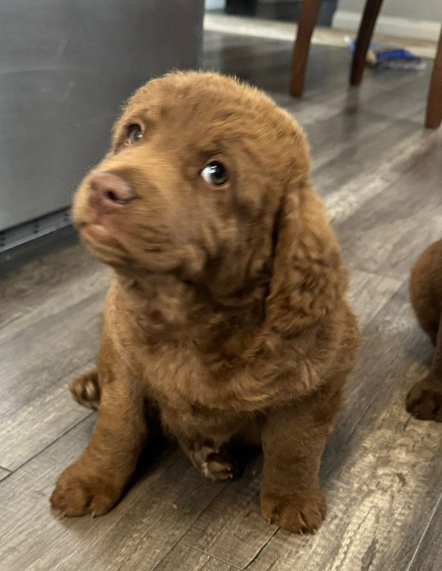 Chesapeake Bay Retriever puppies  in Dogs & Puppies for Rehoming in North Shore - Image 2