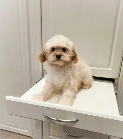 Cavalier King Charles x Puppies, View more