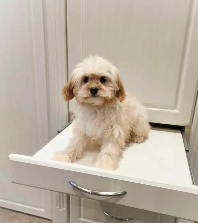 Cavalier King Charles x Puppies in Dogs & Puppies for Rehoming in Markham / York Region - Image 2