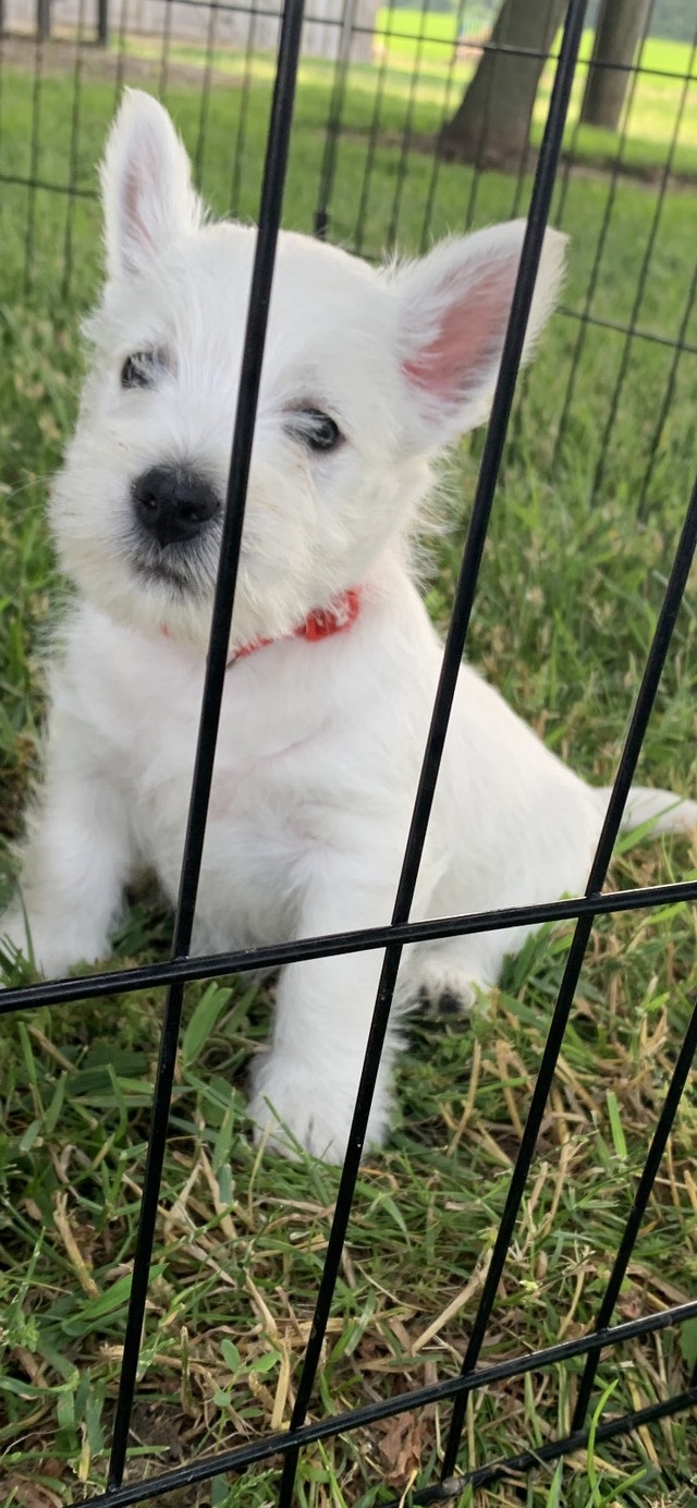 West Highland Terriers (Westies) Dogs & Puppies for Rehoming London