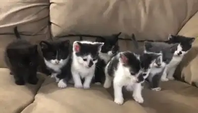 Litter trained house kittens, View more