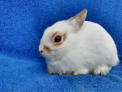Très petit et colleux nain néerlandais * Tiny Netherland dwarf, View more