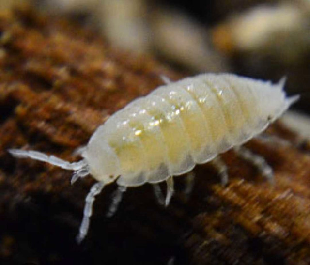 Unique Isopods + Springtails for sale in Other in Markham / York Region - Image 3