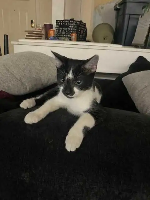 VERNON, BC $30-$190 PRICES NEGOTIABLE in Cats & Kittens for Rehoming in Vernon - Image 8