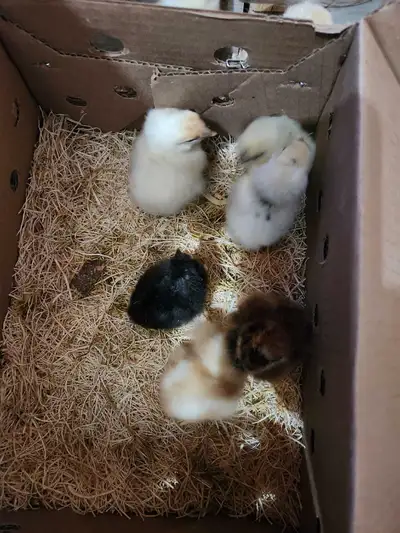 I have day old silkie olive egger mix chicks for $8 each in rutuven