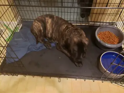 I have a large dog cage that was used for a few weeks until my dog was house trained. It has 2 doors...