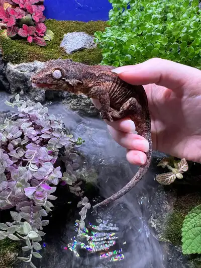 Adopted pending pickup Female gargoyle gecko for sale. Moving so downsizing. Comes with cage, substr...