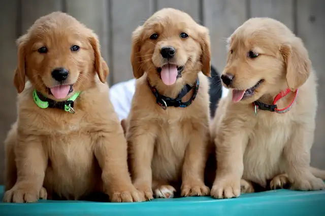 Golden retriever puppies in Dogs & Puppies for Rehoming in Mississauga / Peel Region - Image 11