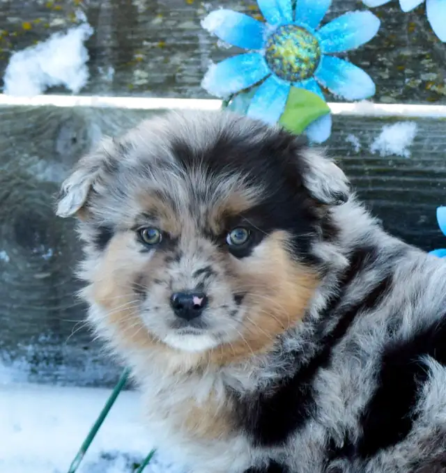 Miniature Australian Shepherd Pups in Dogs & Puppies for Rehoming in Edmonton - Image 2