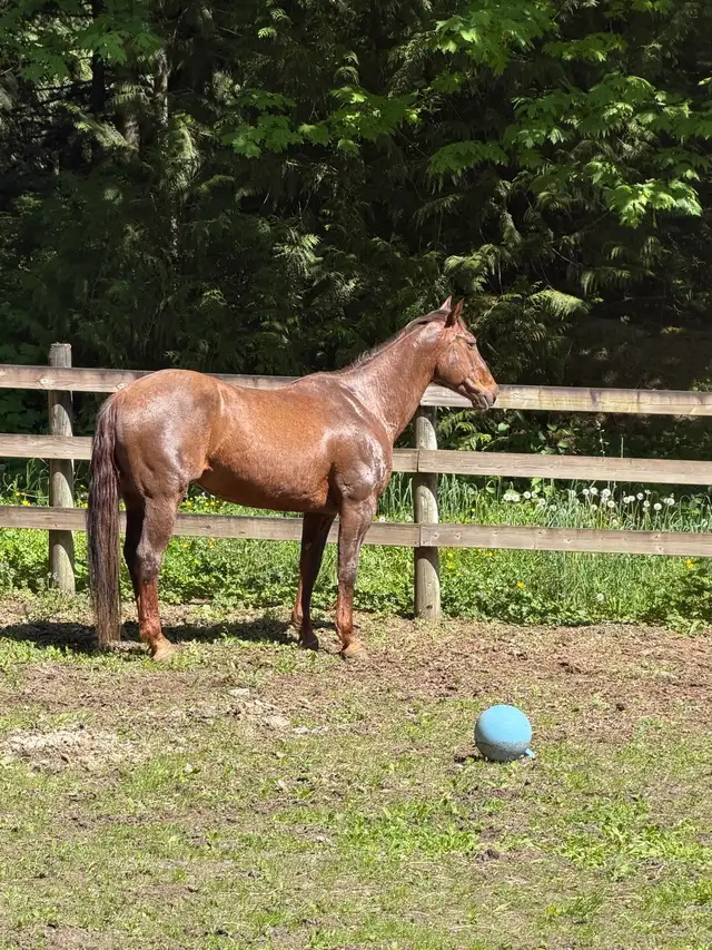 3 Quality Horses Available – Hope, BC Area in Equestrian & Livestock Accessories in Hope / Kent - Image 5